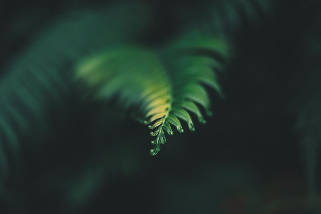 Plante, Feuille, Fougère, Green, Nature. Wallpaper in 6000x4000 Resolution
