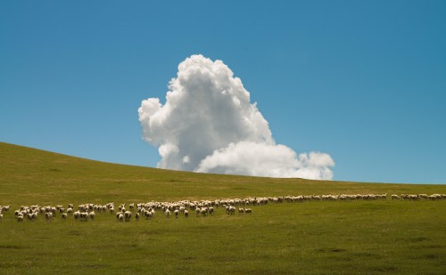 Image grassland, cloud, plant, natural landscape, tree