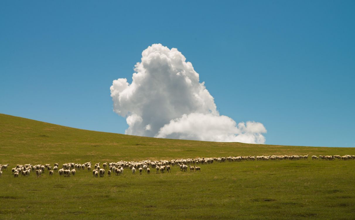 grassland, cloud, plant, natural landscape, tree