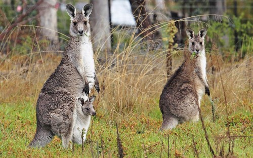 Image gray kangaroo on green grass during daytime