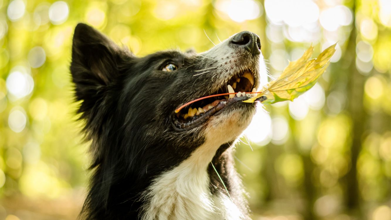 black and white border collie