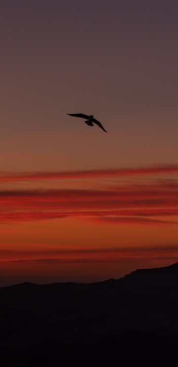 Image bird flying over the clouds during sunset