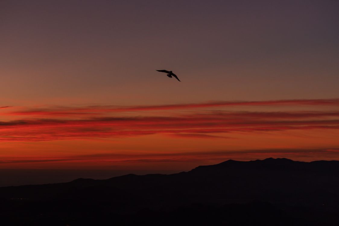 Vogel Fliegt Bei Sonnenuntergang Über Den Wolken. Wallpaper in 6562x4375 Resolution