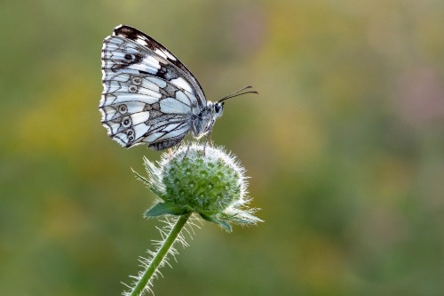 Image black and white butterfly perched on white flower in close up photography during daytime