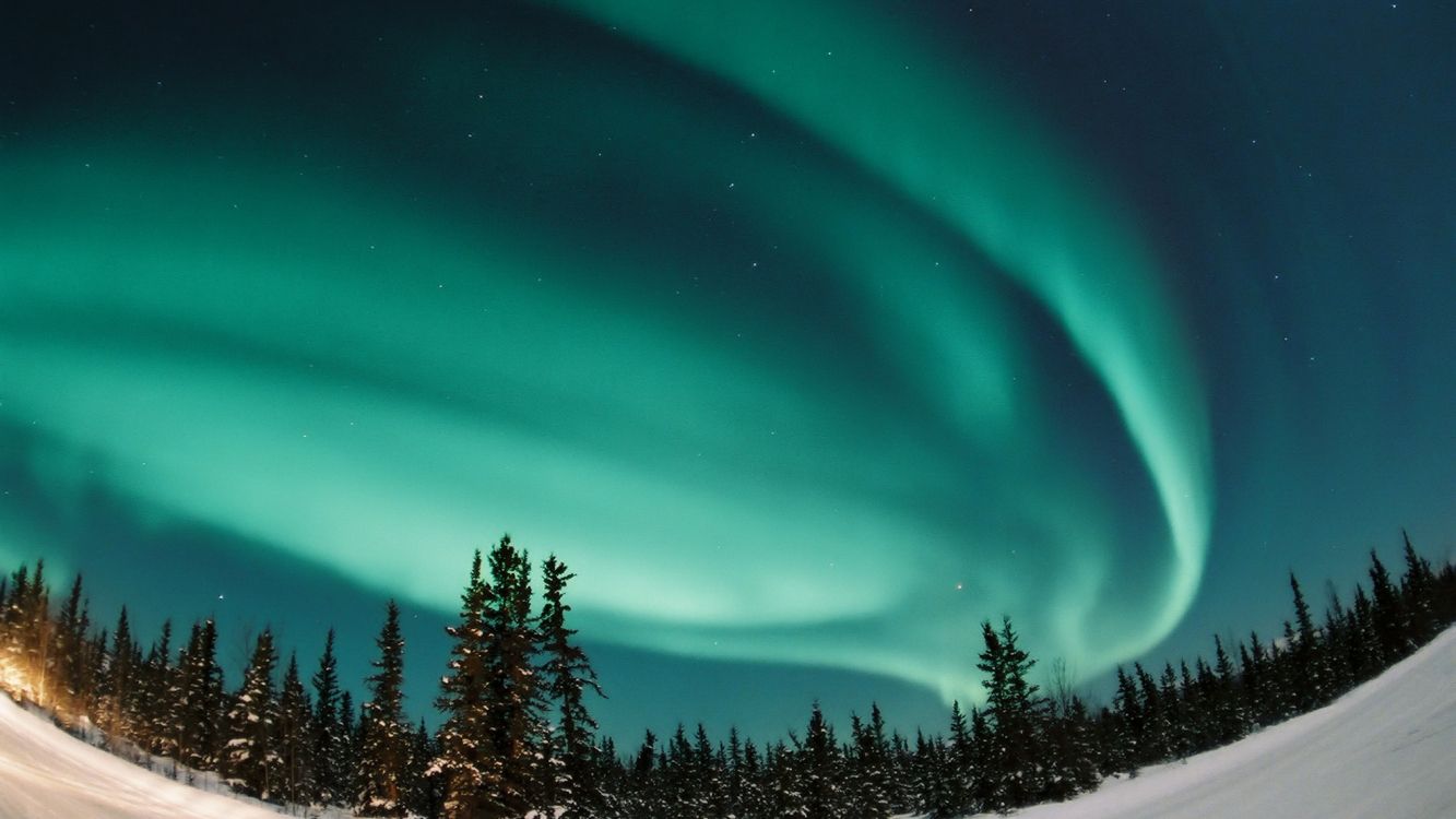 green and black sky over pine trees