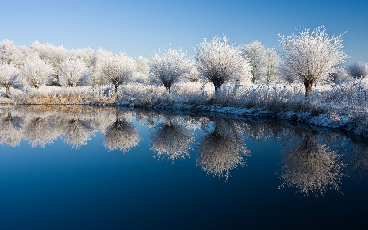 white trees on snow covered ground beside lake during daytime