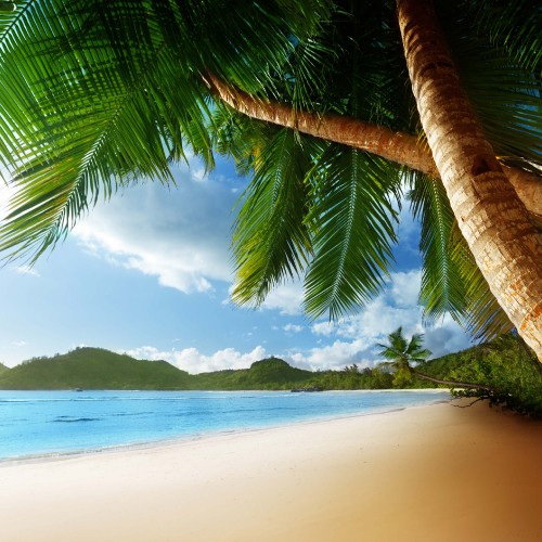 Image coconut tree on beach shore during daytime