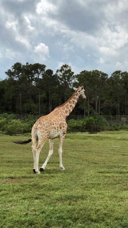 Giraffe, Ecosystem, Vegetation, Nature, Giraffidae. Wallpaper in 1980x3520 Resolution