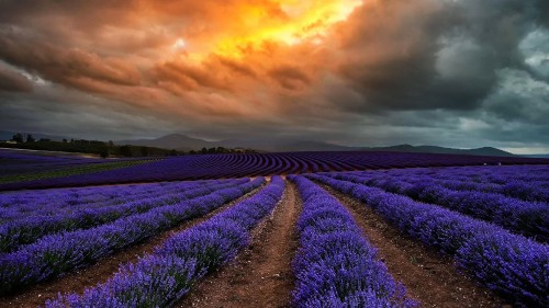 Image purple flower field under cloudy sky during daytime