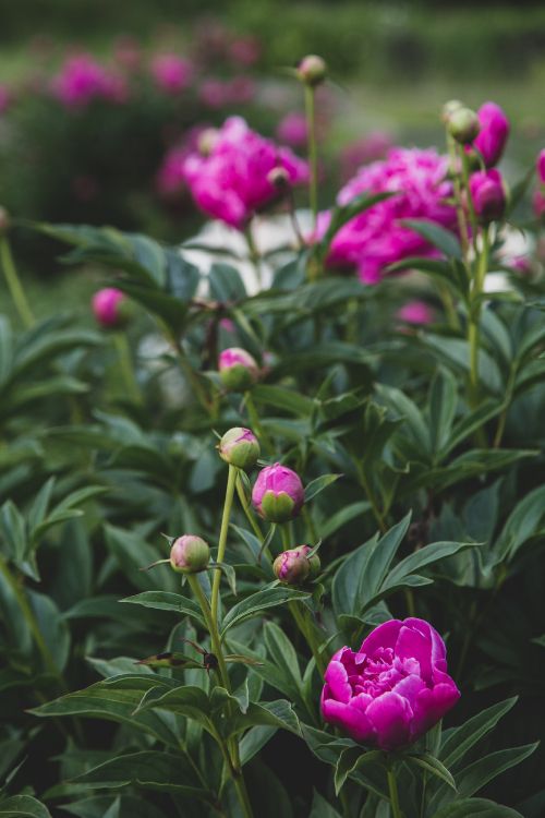 Flores Rosadas Con Hojas Verdes. Wallpaper in 2667x4000 Resolution