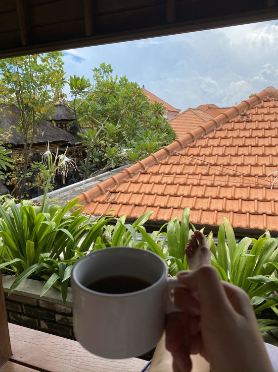 Techo, Palmera, Naturaleza, la Vegetación, Madera. Wallpaper in 1536x2048 Resolution