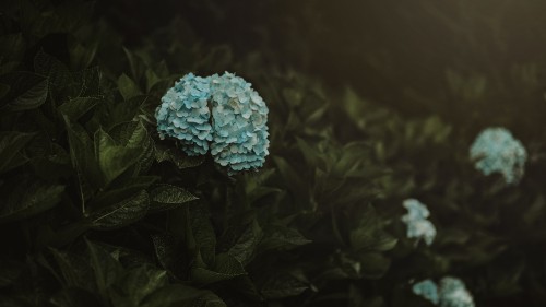 Image blue flower in tilt shift lens