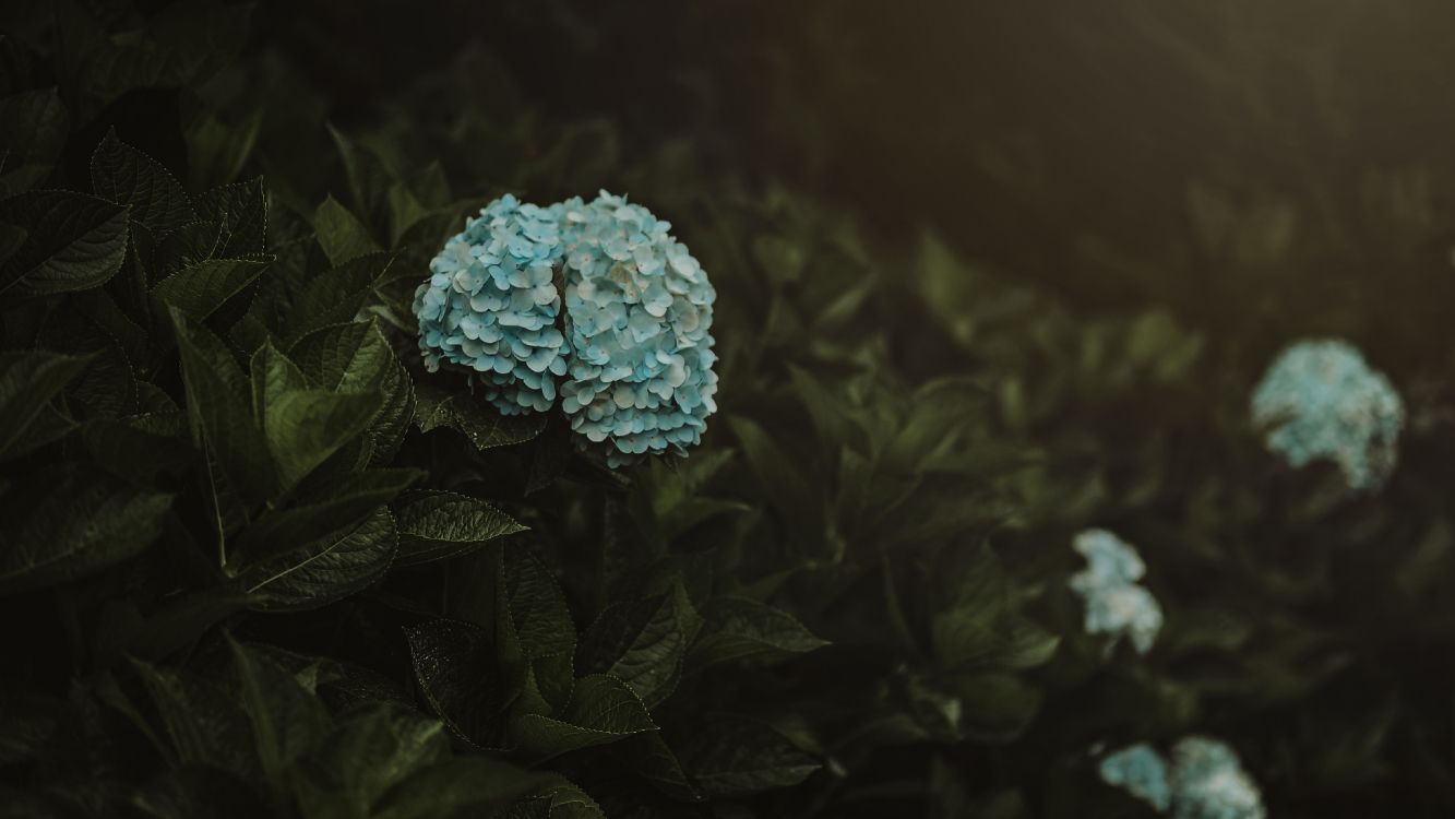 blue flower in tilt shift lens