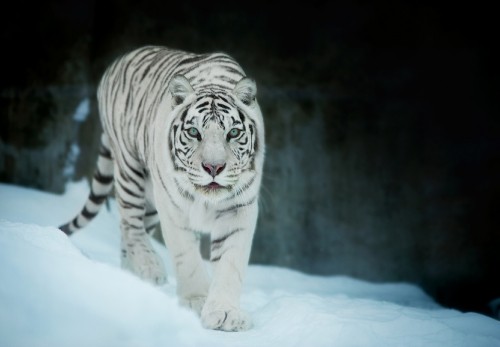 Image white and black tiger on white snow