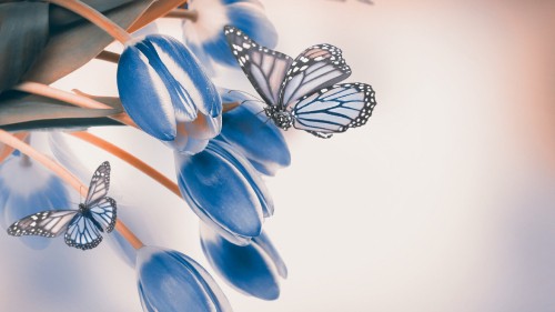 Image blue and white butterfly on white surface