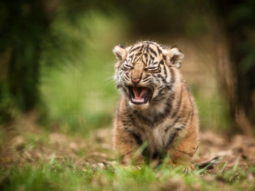 Image brown and black tiger on green grass during daytime