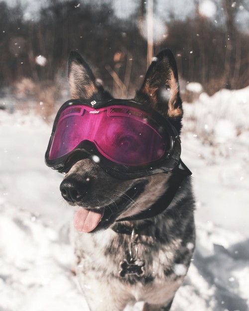 Image black and brown short coated dog wearing red goggles on snow covered ground during daytime