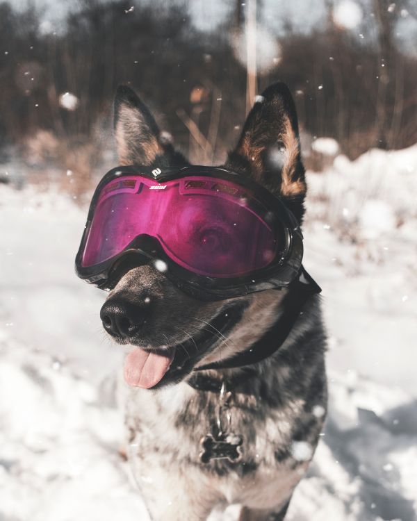 Black and Brown Short Coated Dog Wearing Red Goggles on Snow Covered Ground During Daytime. Wallpaper in 3527x4408 Resolution