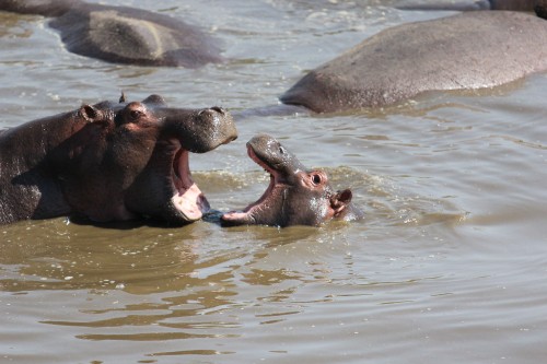 Image serengeti national park, park, safari, Wildlife Safari, national park