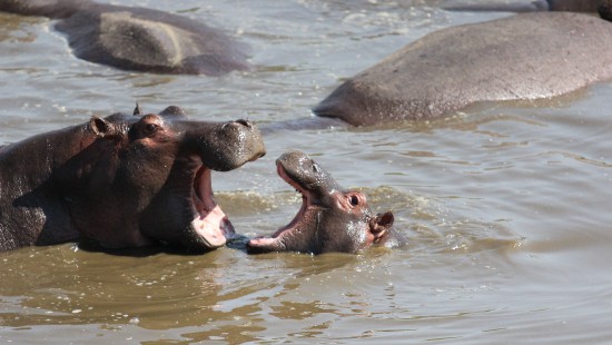 Image serengeti national park, park, safari, Wildlife Safari, national park