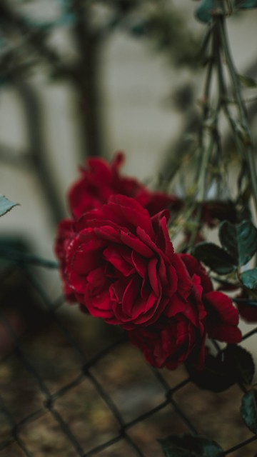 Image red rose in bloom during daytime