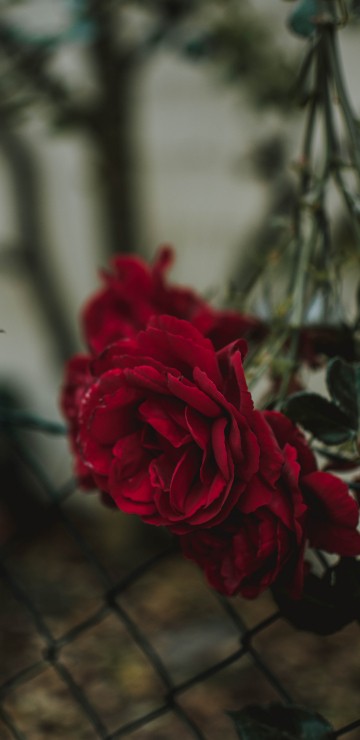 Image red rose in bloom during daytime