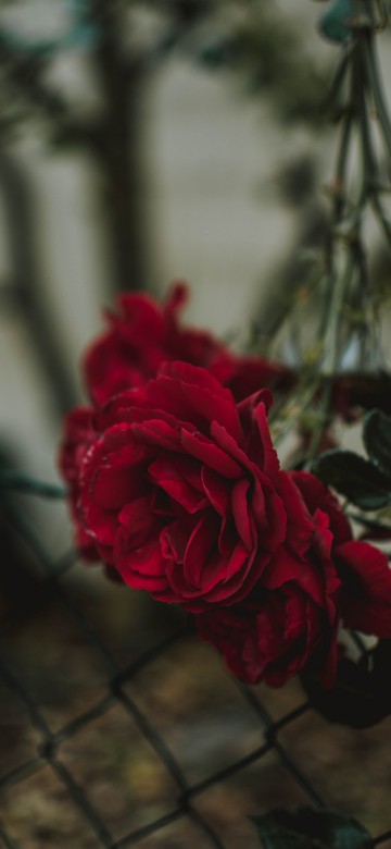 Image red rose in bloom during daytime