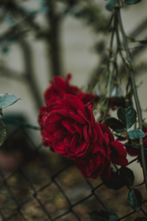 Image red rose in bloom during daytime