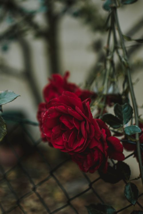 Rosa Roja en Flor Durante el Día. Wallpaper in 4000x6000 Resolution