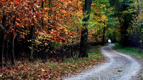 Image gray concrete road between trees during daytime