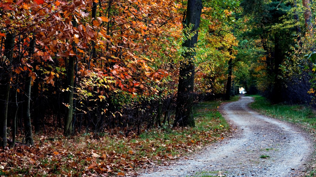 gray concrete road between trees during daytime