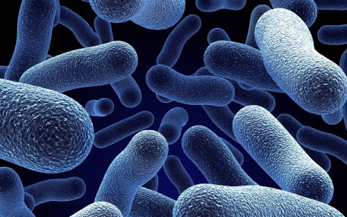 Image microbe bacteria, Bacteria, Microorganism, Microbiology, antimicrobial resistance