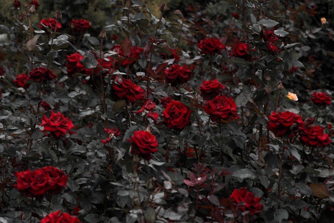 灌木, 红色的, 显花植物, 玫瑰花园, 玫瑰家庭 壁纸 6000x4000 允许