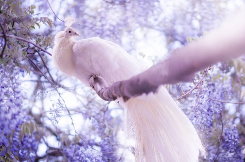 Image white bird perched on persons hand