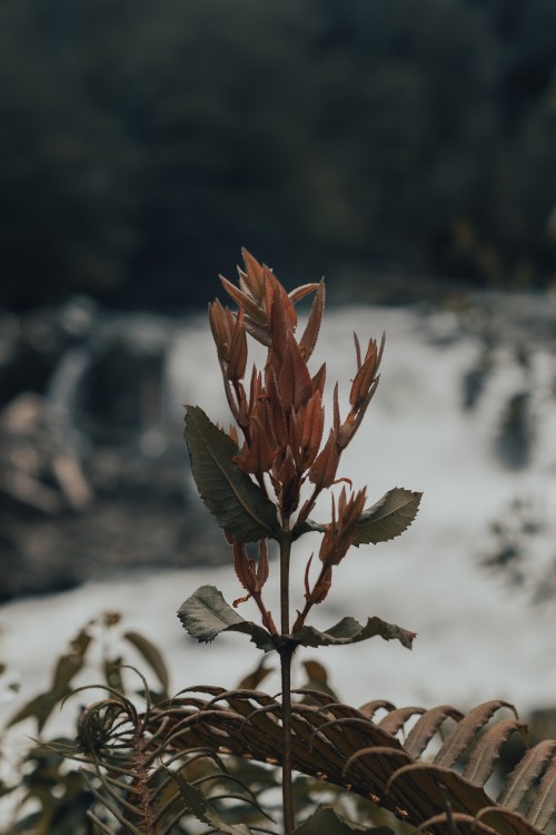 Image leaf, plant stem, flower, plant, spring