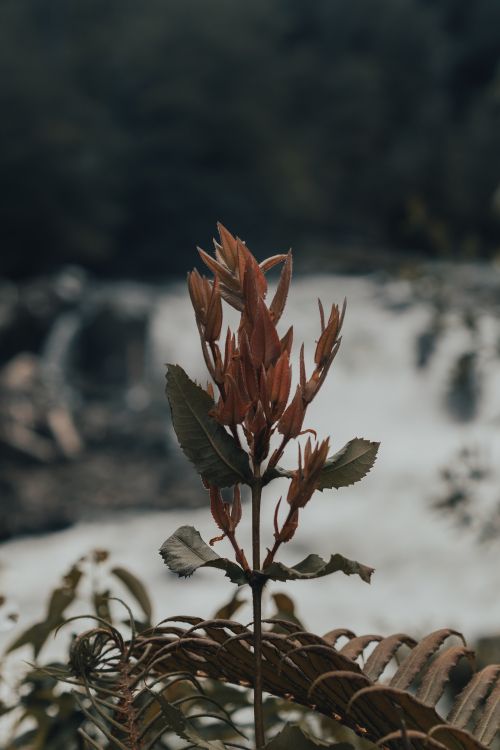 leaf, plant stem, flower, plant, spring