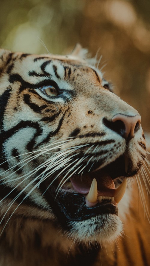 Cheetah Big Cat Predator Wildlife Animal Stare Look Blur Background 4K HD  Cheetah Wallpapers  HD Wallpapers  ID 112773
