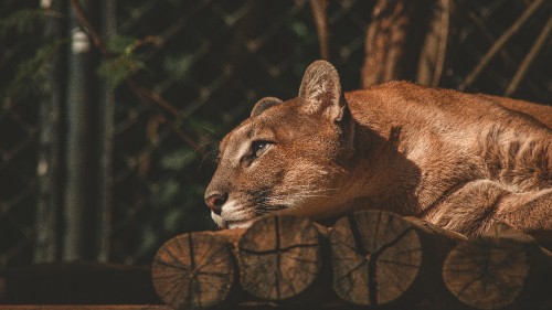 Image lion, black and white, felidae, Carnivore, small to medium sized cats