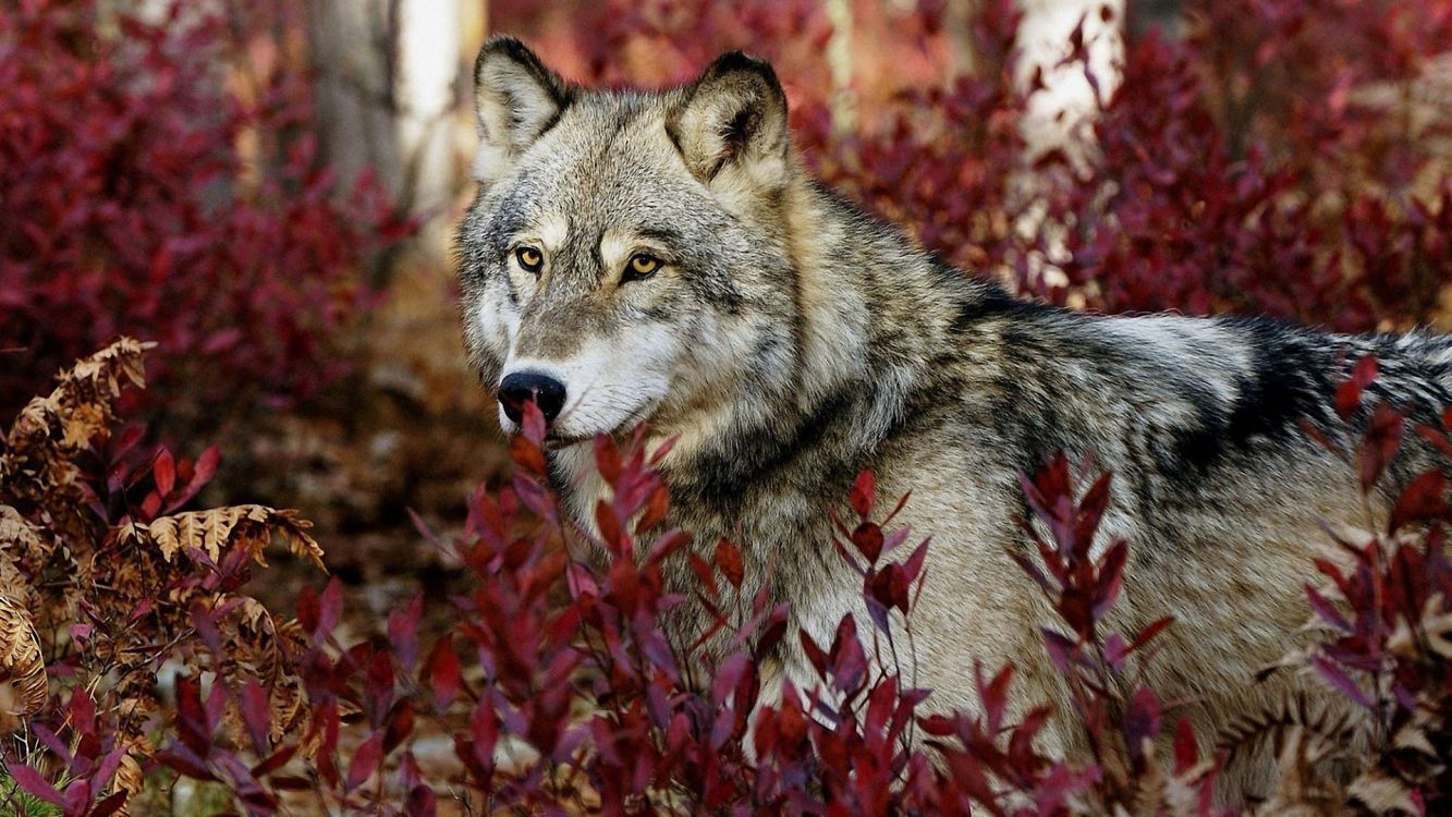 Loup Brun et Blanc Sur Feuilles Rouges. Wallpaper in 3840x2160 Resolution