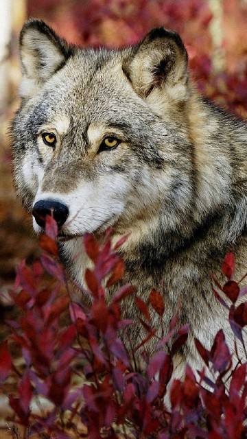 Image brown and white wolf on red leaves