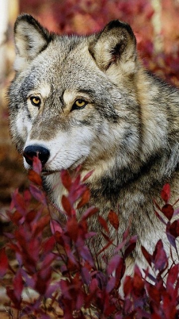 Image brown and white wolf on red leaves