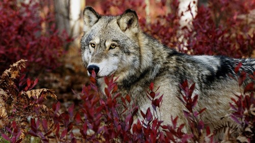 Image brown and white wolf on red leaves