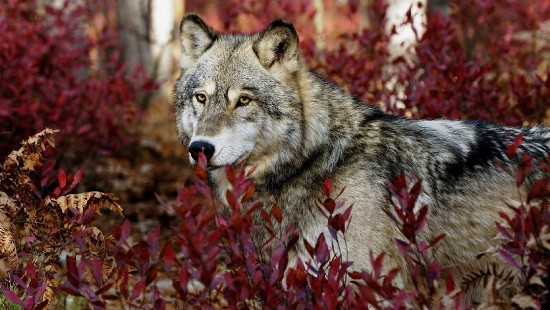 Image brown and white wolf on red leaves