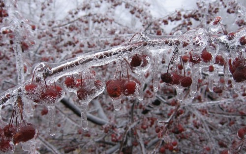 Image red round fruit covered with snow