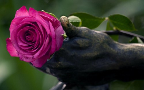 Image pink rose in bloom during daytime