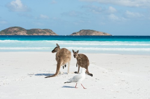 Image brown and white kangaroo jumping on white sand during daytime