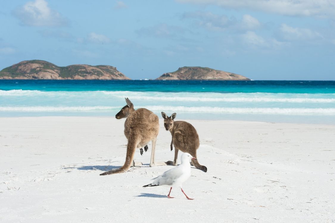 brown and white kangaroo jumping on white sand during daytime