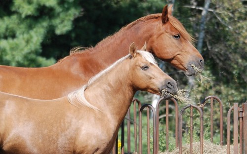 Image brown horse standing on green grass field during daytime