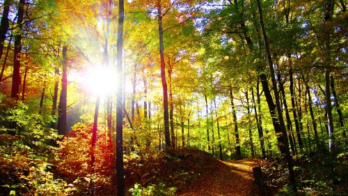 Image green and brown trees during daytime