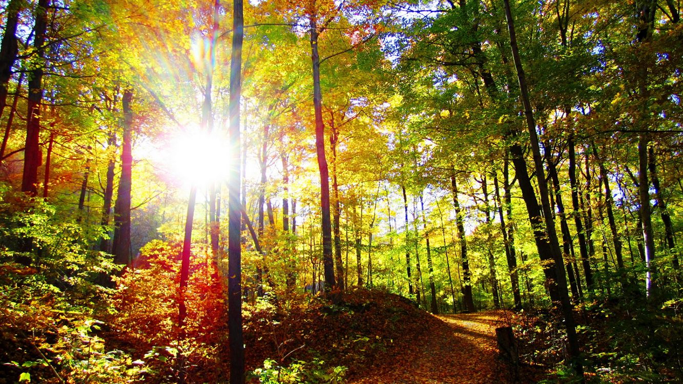 green and brown trees during daytime